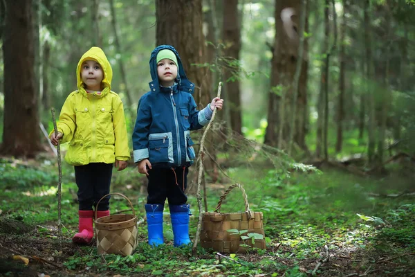 Kinder Gehen Den Wald Pilze Sammeln — Stockfoto