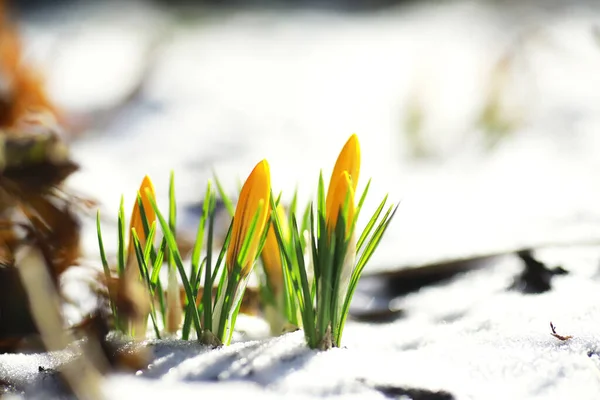 Voorjaarsbloemen Witte Krokus Sneeuwklokjes Zonnestralen Witte Gele Krokussen Het Land — Stockfoto