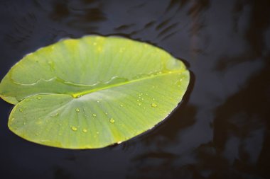 Ördek otu, bataklık bitkileri, nilüferler ve zambaklarla dolu bir gölet.