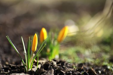 İlkbaharda kırsalda beyaz ve sarı timsahlar. Parlak bahar çiçekleri. Taze neşeli bitkiler çiçek açtı. Genç filizler.