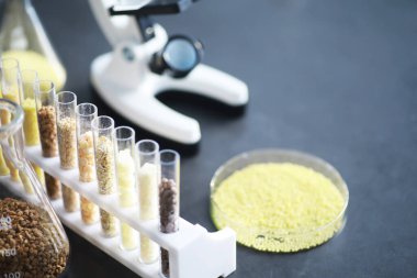 Seçim bitkilerinin tohumlarıyla test tüpleri. Laboratuvardaki Tarım Tahılları ve Tohumları İnceleme Araştırması