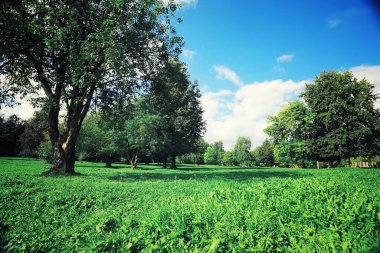 Parlak bahar, şafakta ormanda yeşilleniyor. Doğa ilkbaharın başlarında canlanır..