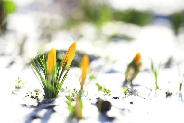 Voorjaarsbloemen Witte Krokus Sneeuwklokjes Zonnestralen Witte Gele Krokussen Het Land — Stockfoto