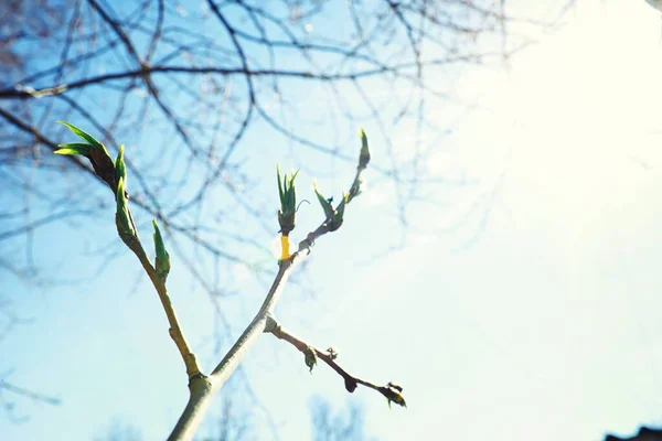 Verduras Primavera Brilhantes Amanhecer Floresta Natureza Ganha Vida Início Primavera — Fotografia de Stock