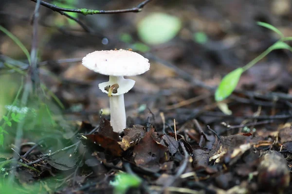 Kleine Pilze Makro Naturwald Starke Zunahme Giftiger Pilze Schimmelpilz — Stockfoto