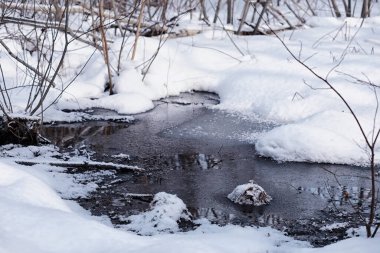 Kış orman manzarası. Kar altında uzun ağaçlar. Ocak ayının soğuk günü parkta.