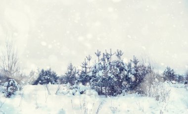 Kış orman manzarası. Kar altında uzun ağaçlar. Ocak ayının soğuk günü parkta.