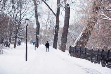 Kış orman manzarası. Kar altında uzun ağaçlar. Ocak ayının soğuk günü parkta.
