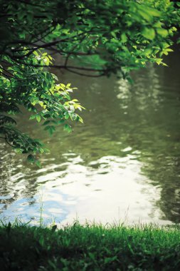 Parlak bahar, şafakta ormanda yeşilleniyor. Doğa ilkbaharın başlarında canlanır..