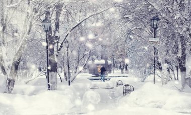 Kış orman manzarası. Kar altında uzun ağaçlar. Ocak ayının soğuk günü parkta.