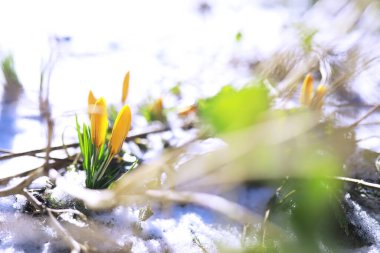 Bahar çiçekleri, beyaz crocus kar damlaları güneş ışınları. Baharda kırsalda beyaz ve sarı timsahlar. Taze neşeli bitkiler çiçek açtı. Genç filizler.