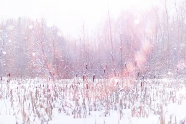 Kış orman manzarası. Kar altında uzun ağaçlar. Ocak ayının soğuk günü parkta.