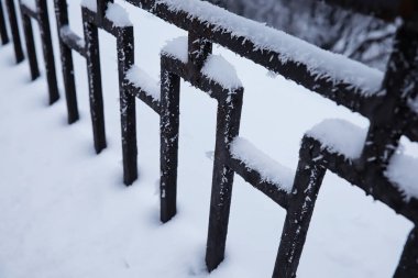 Kış orman manzarası. Kar altında uzun ağaçlar. Ocak ayının soğuk günü parkta.