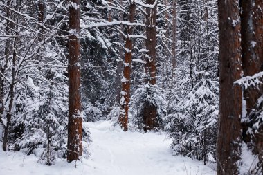 Kış orman manzarası. Kar altında uzun ağaçlar. Ocak ayının soğuk günü parkta.