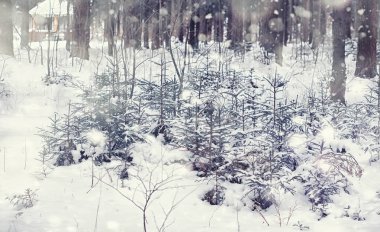 Kış orman manzarası. Kar altında uzun ağaçlar. Ocak ayının soğuk günü parkta.