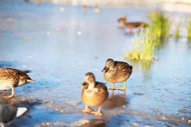 Ördekler kışın gölde yüzer. Bir ördek sürüsü sıcak ülkelere uçmaya hazırlanır. Sıcak bir gölette vahşi ördekler, gölette birçok kuş.