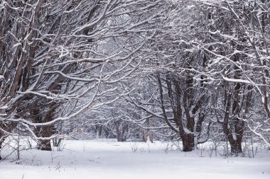 Kış orman manzarası. Kar altında uzun ağaçlar. Ocak ayının soğuk günü parkta.