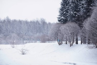 Kış orman manzarası. Kar altında uzun ağaçlar. Ocak ayının soğuk günü parkta.