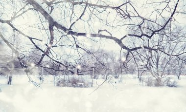 Kış orman manzarası. Kar altında uzun ağaçlar. Ocak ayının soğuk günü parkta.