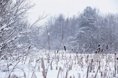 Kış orman manzarası. Kar altında uzun ağaçlar. Ocak ayının soğuk günü parkta.
