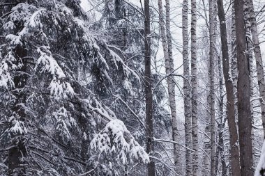 Kış orman manzarası. Kar altında uzun ağaçlar. Ocak ayının soğuk günü parkta.
