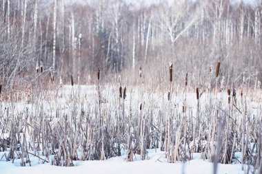 Kış orman manzarası. Kar altında uzun ağaçlar. Ocak ayının soğuk günü parkta.