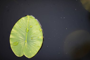 Ördek otu, bataklık bitkileri, nilüferler ve zambaklarla dolu bir gölet.