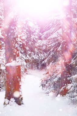 Kış orman manzarası. Kar altında uzun ağaçlar. Ocak ayının soğuk günü parkta.