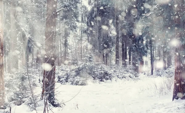 Winterbos Landschap Hoge Bomen Onder Sneeuw Januari Ijzige Dag Park — Stockfoto