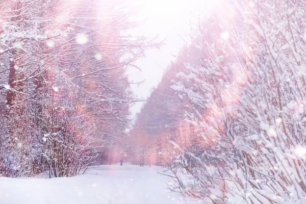 冬の森の風景 雪に覆われた背の高い木 公園で1月の霜の日 — ストック写真