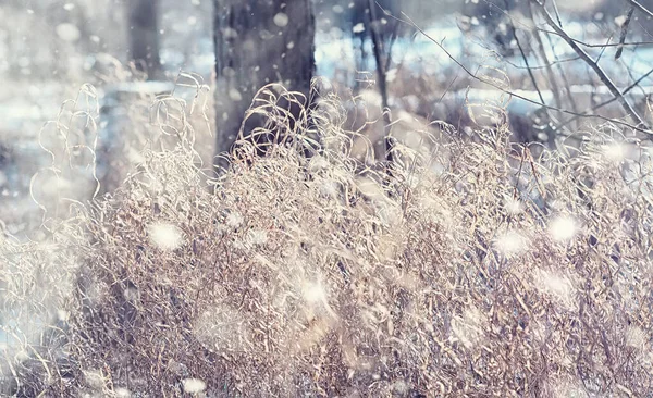 Vinterskogens Landskap Höga Träd Snötäcket Januari Frostiga Dag Parken — Stockfoto