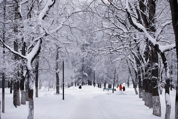 Winter Forest Landscape Tall Trees Snow Cover January Frosty Day — Stock Photo, Image