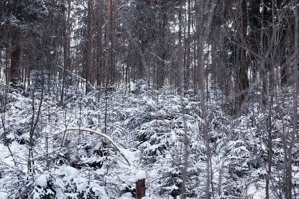 Winter Forest Landscape Tall Trees Snow Cover January Frosty Day — Stock Photo, Image