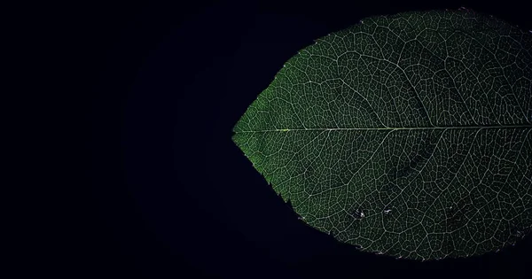 Tembakan Makro Dari Kelopak Bunga Dengan Percikan Air Tekstur Daun — Stok Foto