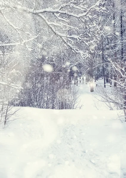 Paisagem Florestal Inverno Árvores Altas Sob Cobertura Neve Janeiro Dia — Fotografia de Stock