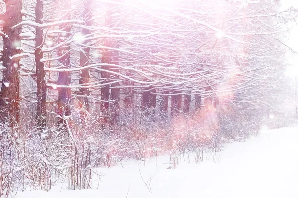 Paisaje Forestal Invernal Árboles Altos Bajo Cubierta Nieve Enero Día —  Fotos de Stock