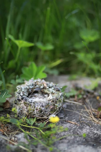 Nido Pájaro Vacío Con Suaves Plumas Esponjosas Concepto Hogar Cálido — Foto de Stock