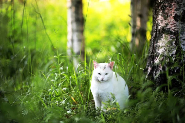 Retrato Gato Rayado Primer Plano Lindo Pequeño Gato Gris Retrato — Foto de Stock