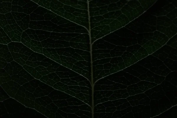 Makro Skud Blomsterblad Med Stænk Dråber Vand Tekstur Blad Kronblad - Stock-foto