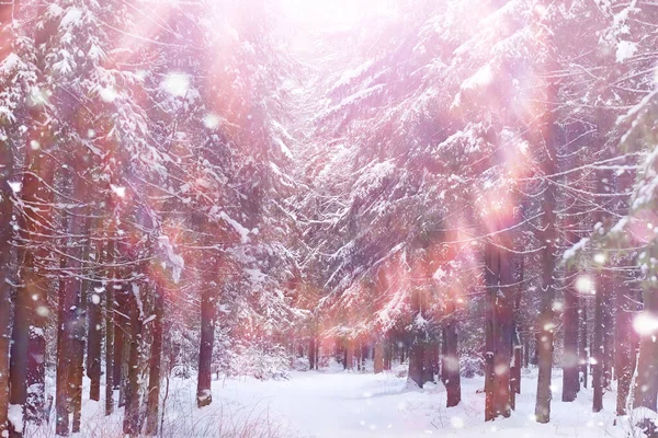 Paysage Forestier Hivernal Grands Arbres Sous Neige Janvier Journée Givré — Photo