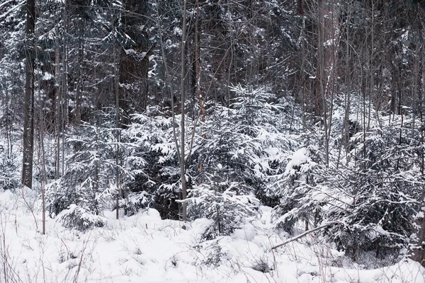 Paisaje Forestal Invernal Árboles Altos Bajo Cubierta Nieve Enero Día — Foto de Stock