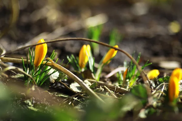 Witte Gele Krokussen Het Land Het Voorjaar Heldere Lentebloemen Verse — Stockfoto