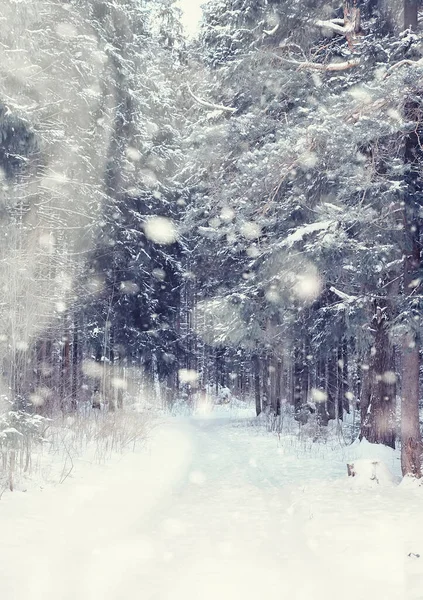 Paisagem Florestal Inverno Árvores Altas Sob Cobertura Neve Janeiro Dia — Fotografia de Stock