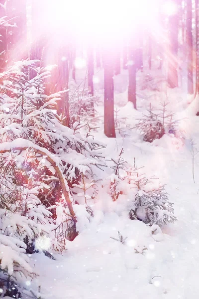 Winterliche Waldlandschaft Hohe Bäume Unter Einer Schneedecke Frosttag Januar Park — Stockfoto