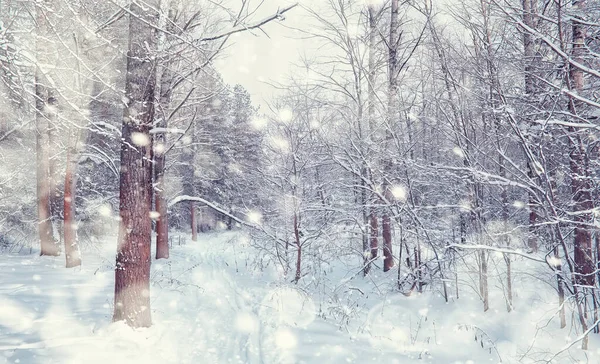 Vinterskogens Landskap Höga Träd Snötäcket Januari Frostiga Dag Parken — Stockfoto