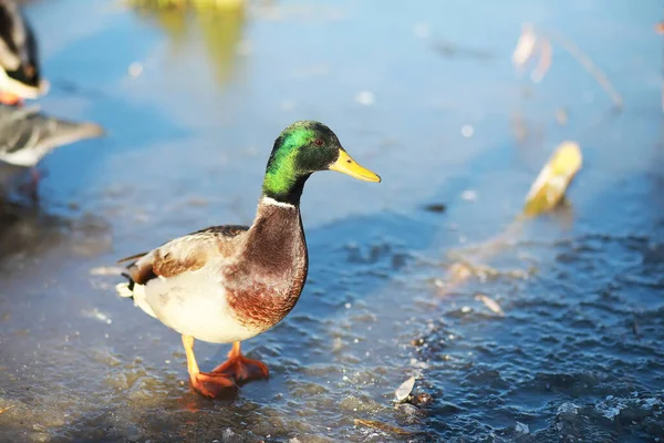 Patos Nadam Lago Inverno Bando Patos Está Preparando Para Voar — Fotografia de Stock