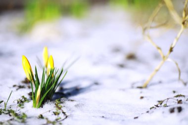 Bahar çiçekleri, beyaz crocus kar damlaları güneş ışınları. Baharda kırsalda beyaz ve sarı timsahlar. Taze neşeli bitkiler çiçek açtı. Genç filizler.