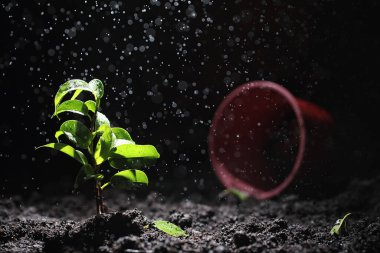 Yerde yeşil filiz var. Bahar konsepti Tohumlar toprağa. Doğayı güncellemek bir fikirdir. Eller yere filizlenir.