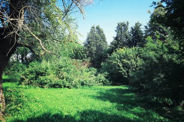 Parlak bahar, şafakta ormanda yeşilleniyor. Doğa ilkbaharın başlarında canlanır..