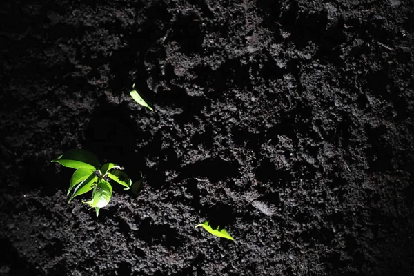 Green sprout on the ground. Spring concept. Seedlings in ground. Updating nature is an idea. Hands plant a sprout in the ground.